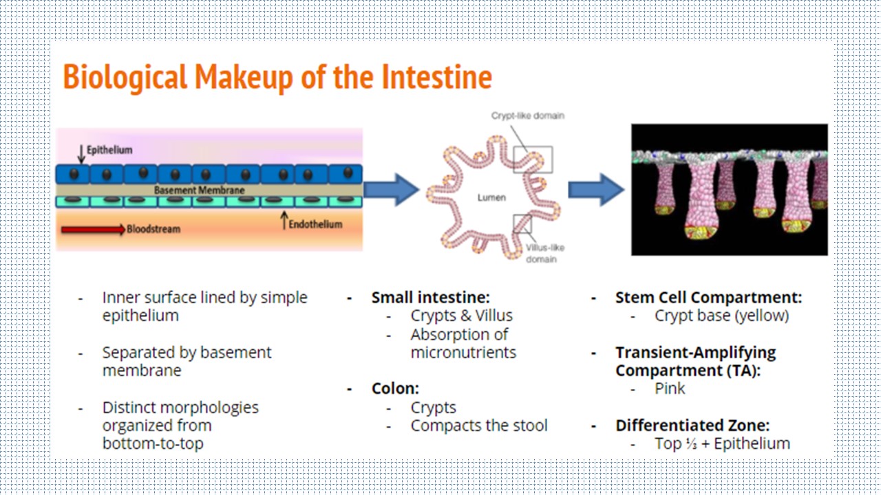 Biological Makeup of the Intestine