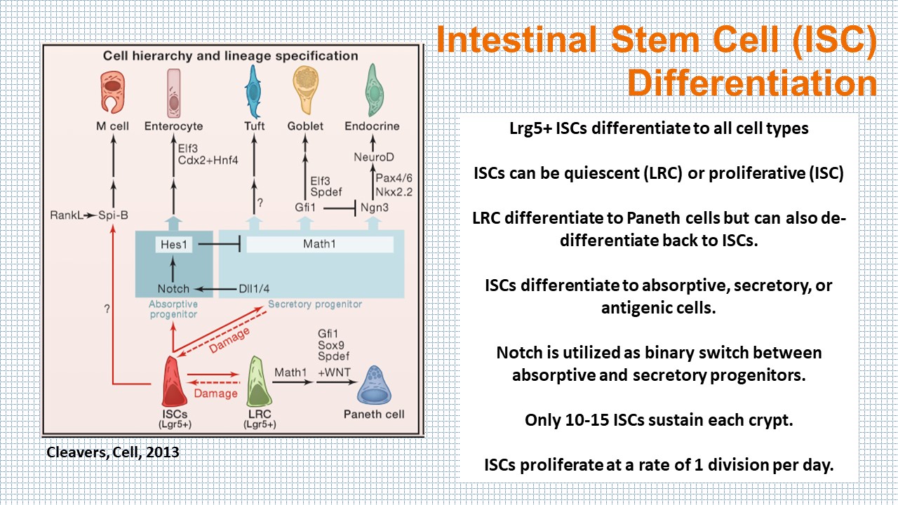 Intestinal Stem Cell Differentiation