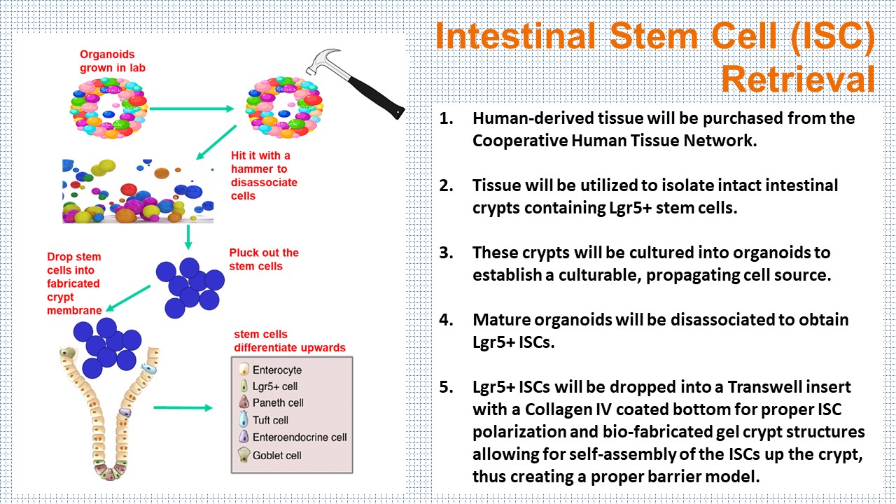 Stem Cell Retrieval for Implantation into Bio-Fabricated Crypts